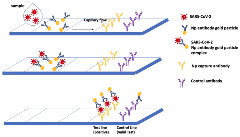 graphic representing Rapid Antigen Testing